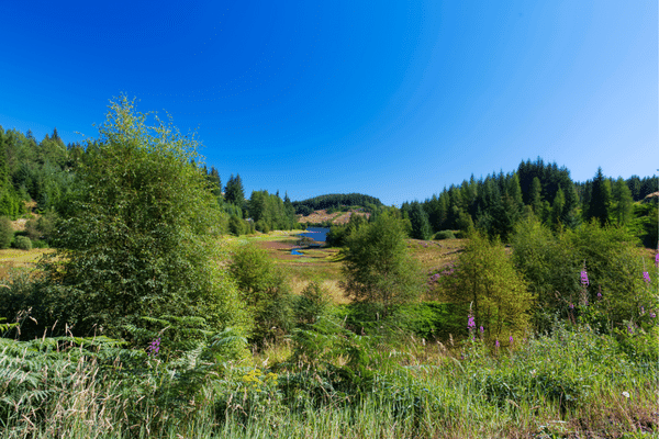 Three Lochs Forest Drive