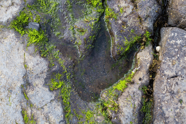 Jurassic Dinosaurs Footprints at Staffin Beach
