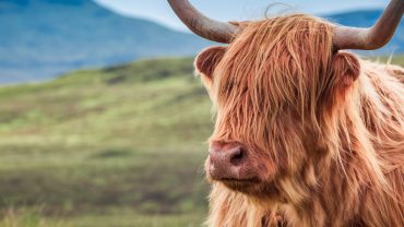 The Cultural Heartbeat of Isle of Skye: From Ancient Clans to Modern Arts