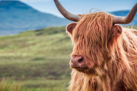 The Cultural Heartbeat of Isle of Skye: From Ancient Clans to Modern Arts